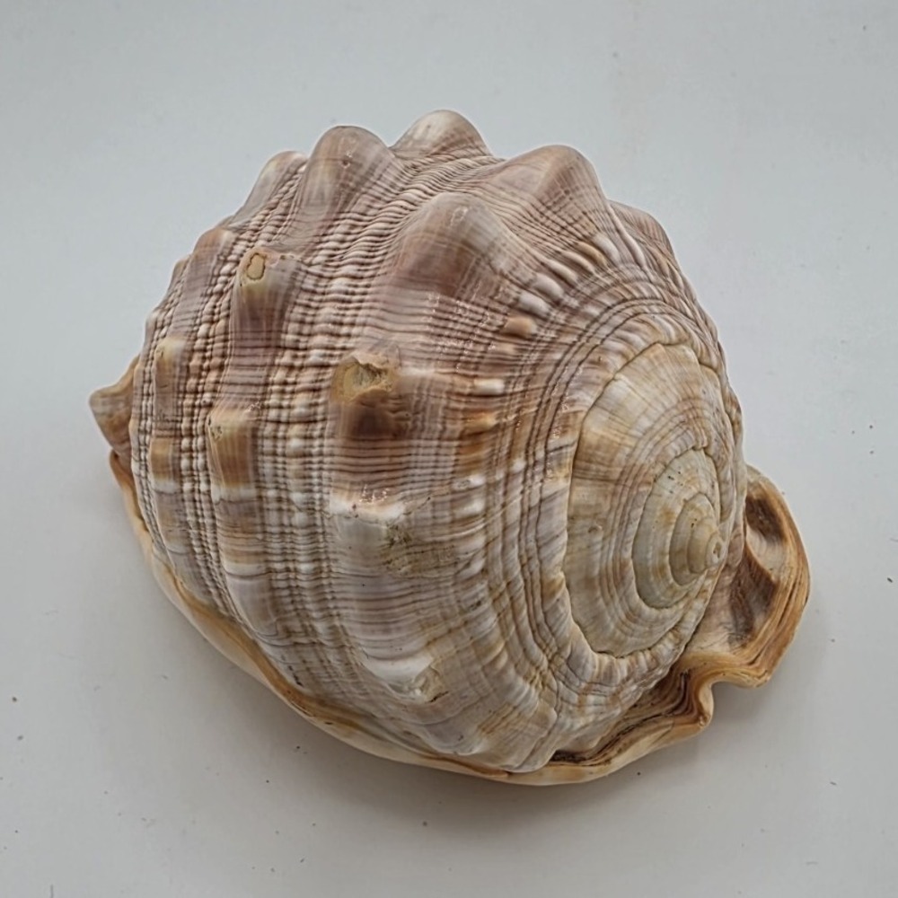 Large Natural Sea Shell Decor Collectible Beach Nautical Display  Approx. 5 Inch